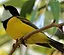 Golden Whistler_small